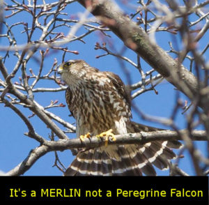 Merlin perched in Leaside