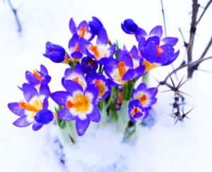 Flowers in the snow