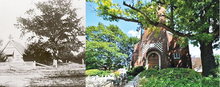 St. Cuthberts' great oak - then and now. Courtesy of St. Cuthbert's Church.
