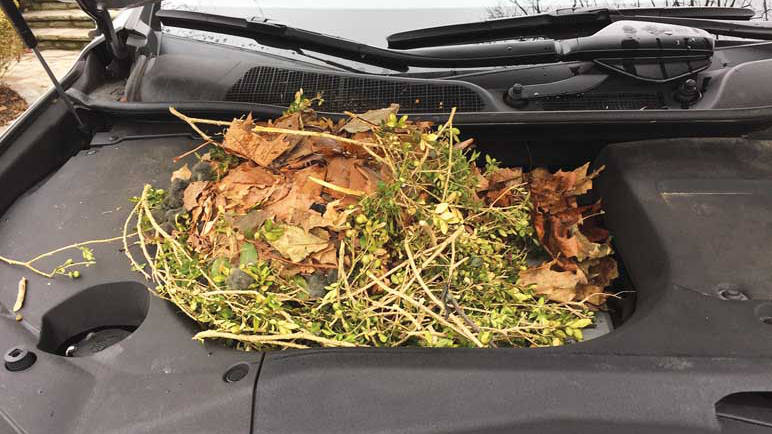 Squirrel nest in hood of car. Image: Elaine Snider.