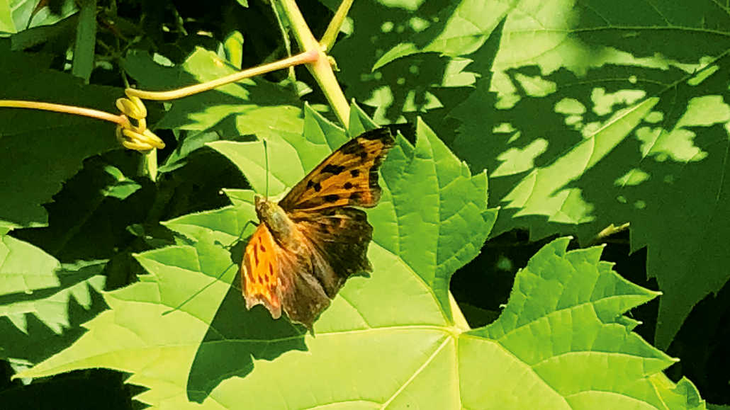 Butterfly in Crothers Woods.