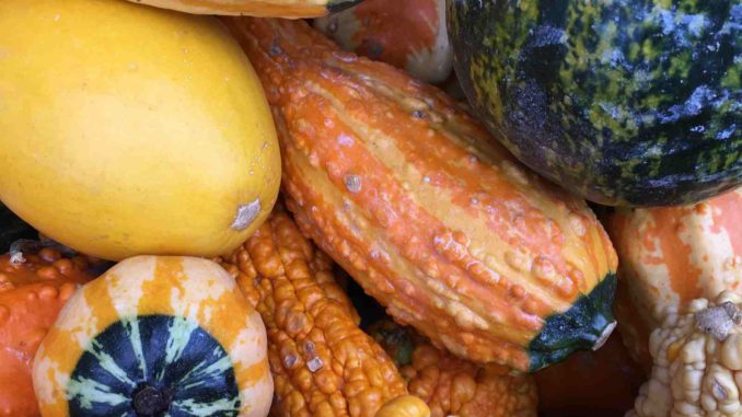 gourds