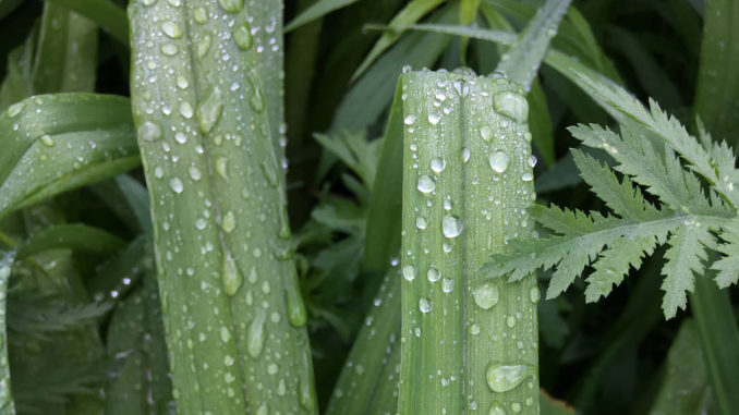 Rain on leaves.