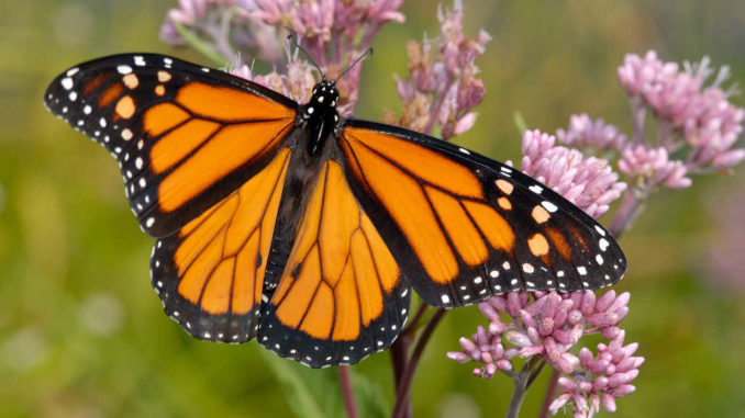 Butterfly on flower. Photo: iStocky by Getty.