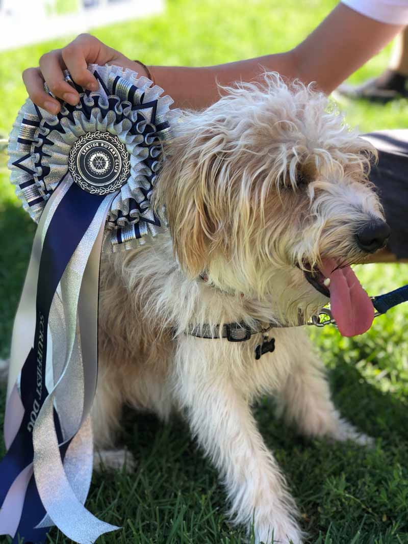 One of the winning dogs in the Scruffiest category.