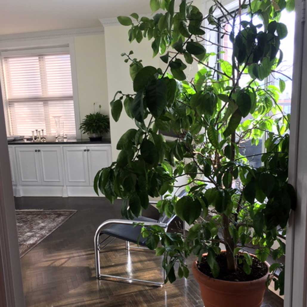 This grapefruit tree, planted 37 years ago, stands over 6 feet tall!