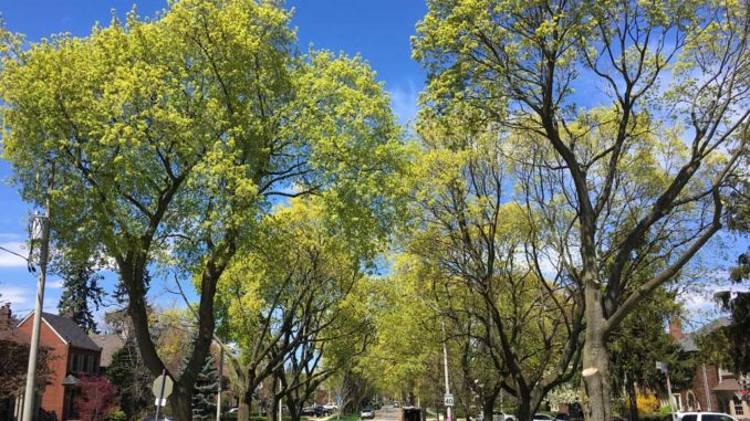 The urban tree canopy in Leaside. Staff photo.