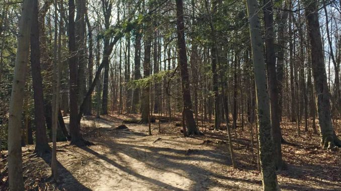 Cheryl Vanderburg: "My daily litter picking-walks around Trace Manes Park are replaced by ‘forest bathing’ along the cottage road. Staff photo.