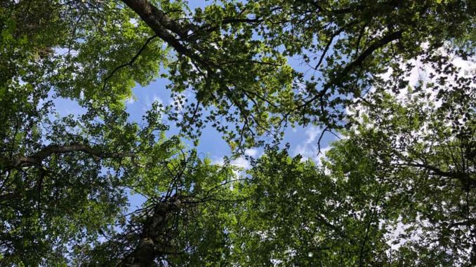 Our beautiful tree canopy.