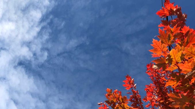 Tree in autumn.