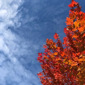 Autumn colours in the Don Valley. Staff photo.