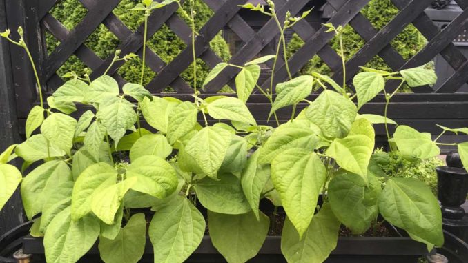 One of my many planters filled with organic, open pollinated, untreated French Filet bush beans planted from seeds that I purchased at the Evergreen Brick Works’s Seedy Sunday. Photo Debora Kuchme.