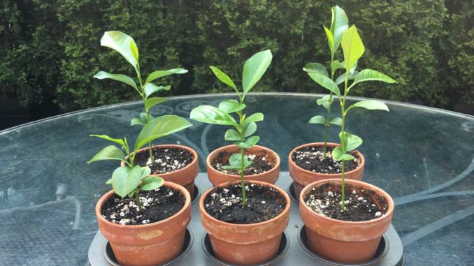 Organic lemon tree seedlings that I started from seed and shared with my friends. Photo Debora Kuchme.