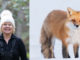 Left: Conlin at work. Photo by Daniel Vaughan. Right: Cindy's photo of a fox.
