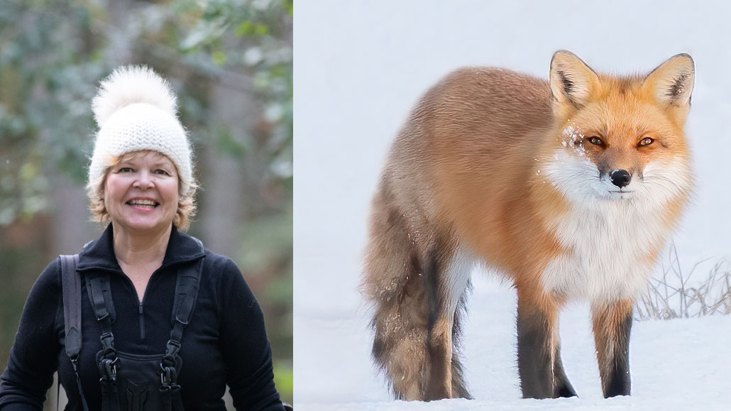 Left: Conlin at work. Photo by Daniel Vaughan. Right: Cindy's photo of a fox.