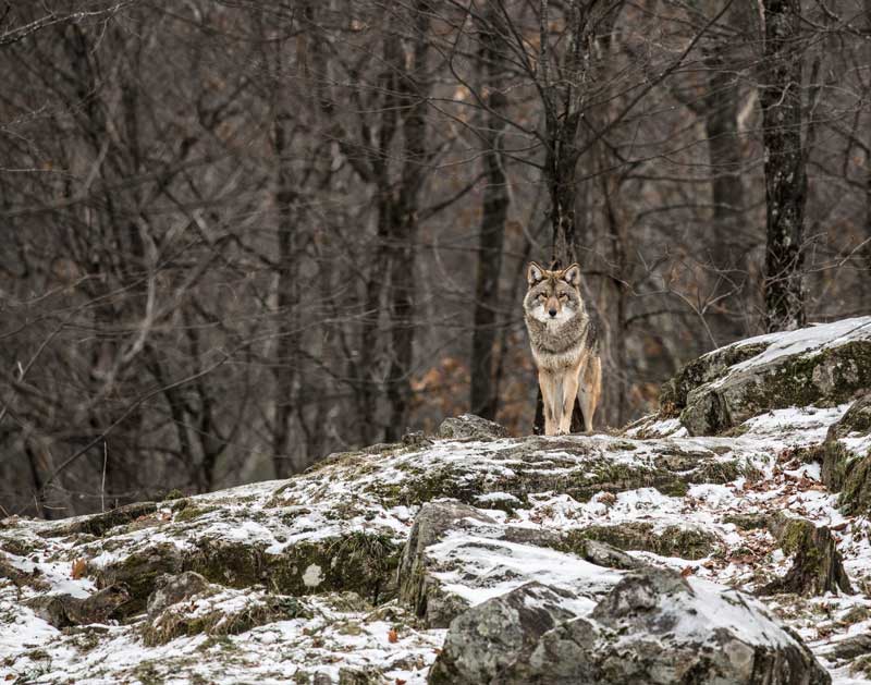 Coywolf. Photo by Cindy Conlin.