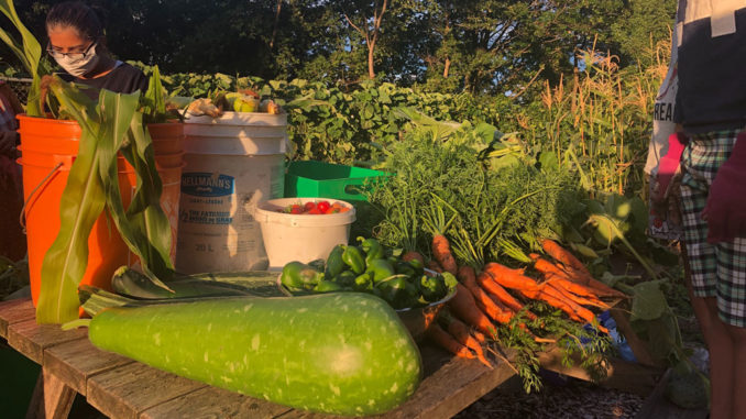 Harvest at the Greenwin Community Garden.