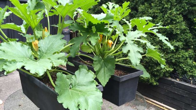 An amazing bonsai experiment the author did on her enormous zucchini plant.