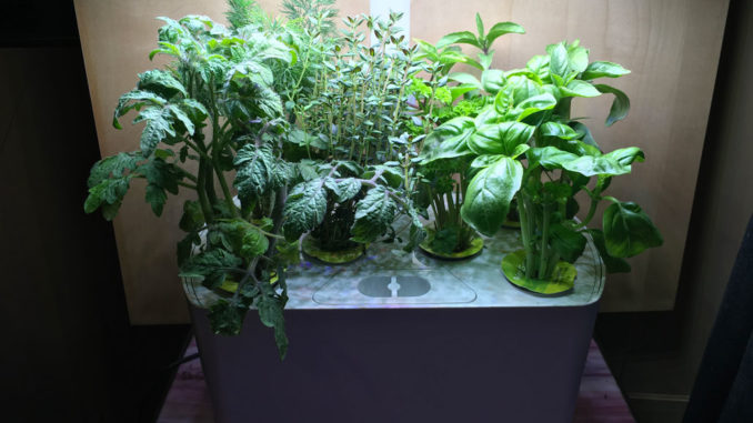 The author's hydroponic unit.