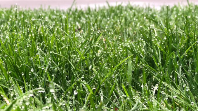 An image of grass covered in dew. Staff photo.