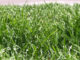 An image of grass covered in dew. Staff photo.