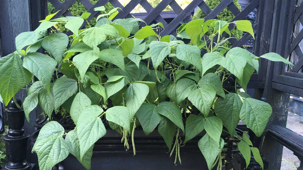 This is how Debora Kuchme's bush beans looked on August 6 2020.