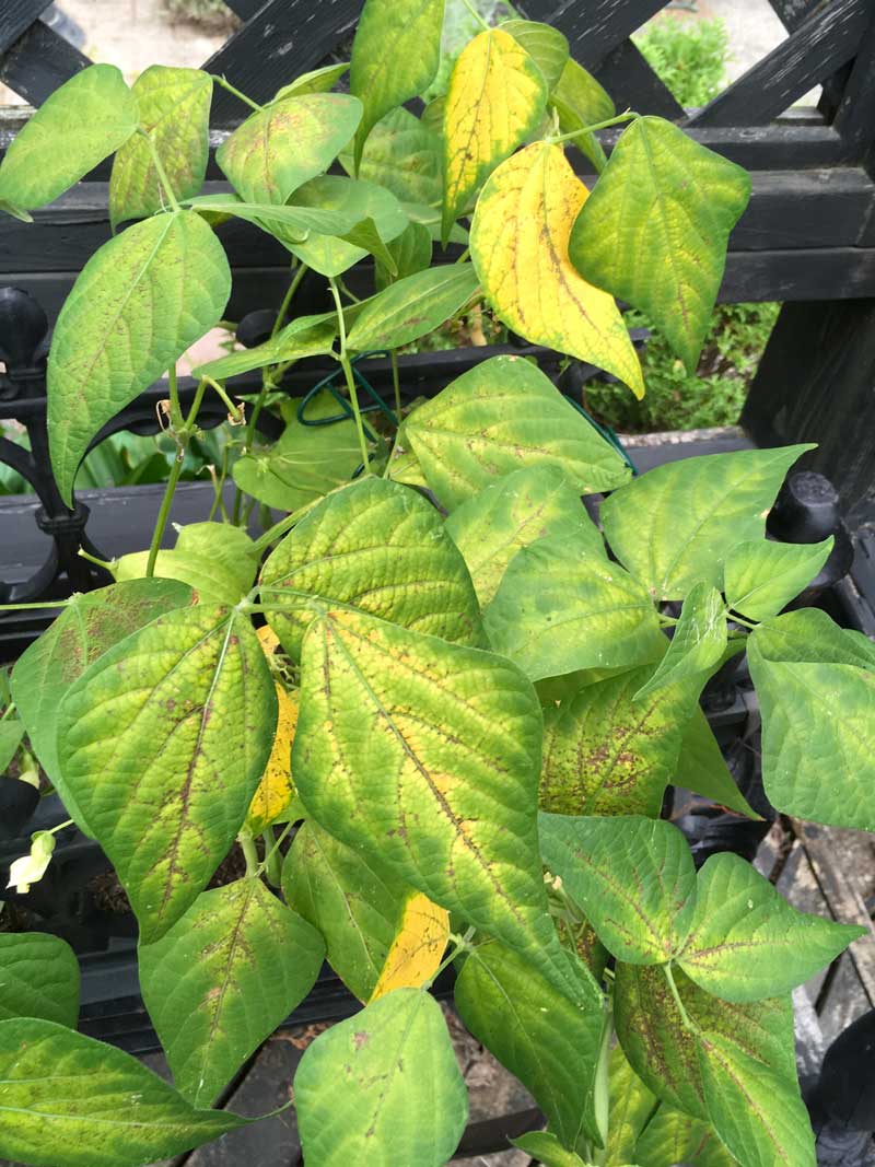 This is how the bush beans looked August 10 2021 with rust fungus.