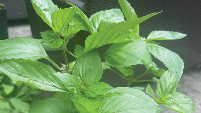 Yummy and versatile basil.