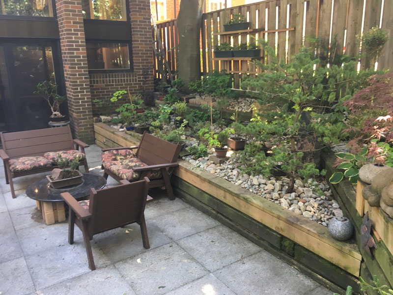 Some of the many bonsai plants on display – photo by Karen Keay.