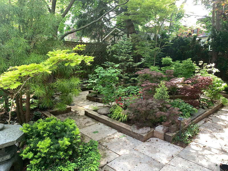 A mini forest in the backyard – photo by Karen Keay.