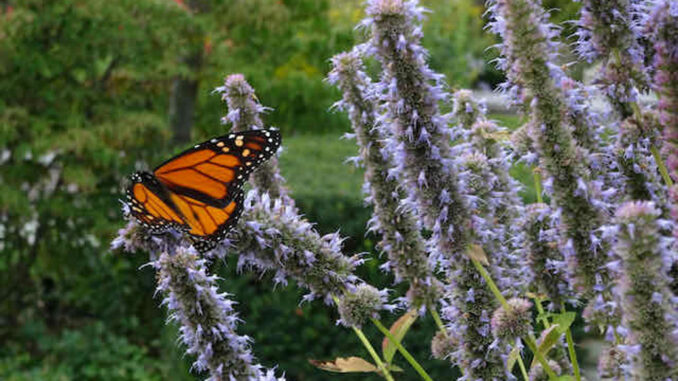 A new Leaside pollinator garden that has it all. Photo by Connie Uetrecht.