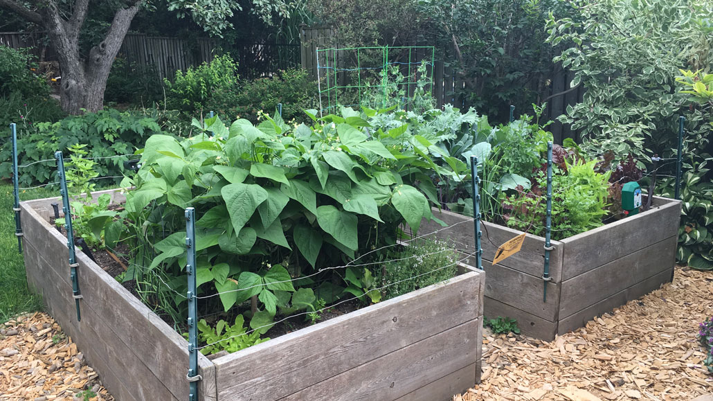 Two large raised beds for more vegetable growing – photo by Debora Kuchme.