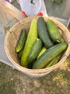 Cucumbers.