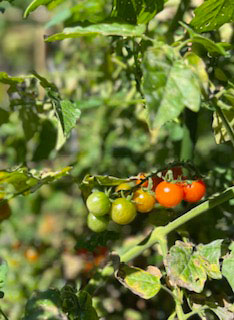 Tomatoes.