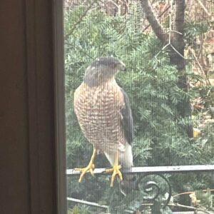 A Coopers Hawk.