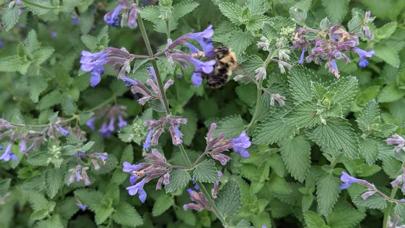 Catmint.