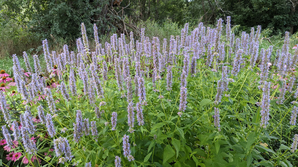 Anise Hyssop.