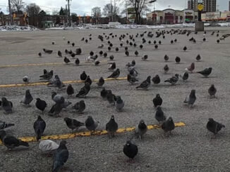 Pigeons in a parking lot. Photo Ted DeWelles.