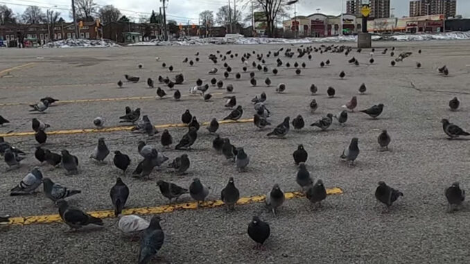 Pigeons in a parking lot. Photo Ted DeWelles.