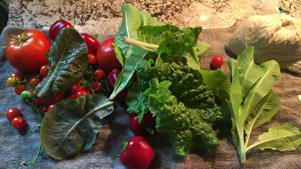 In 2023 Des successfully expanded his “menu” to include cherry tomatoes, bok choy and Swiss chard. Photo Des Wilson.