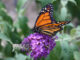 A monarch butterfly in the garden of Des Wilson. Photo Des Wilson.