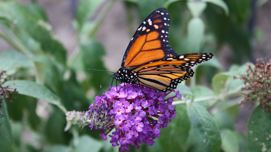 A monarch butterfly in the garden of Des Wilson. Photo Des Wilson.