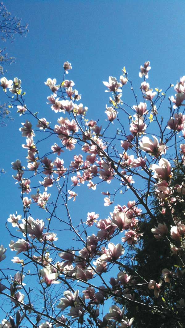 A magnolia tree in Leaside.